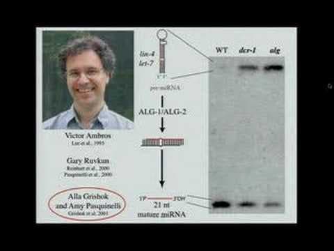 Return to the RNAi World: Rethinking Gene Expression and...