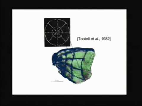Scalable Learning and Inference in Hierarchical Models of...